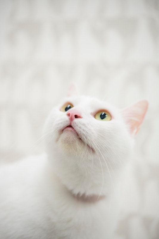 白猫の瞳