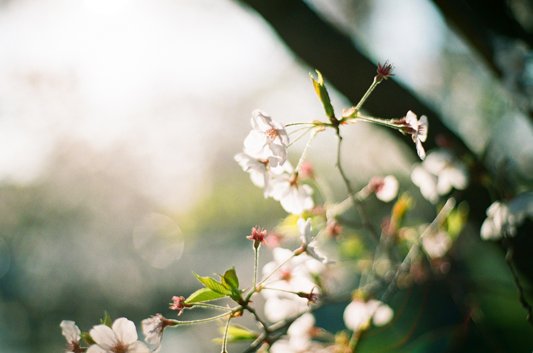 コンタックス プラナー